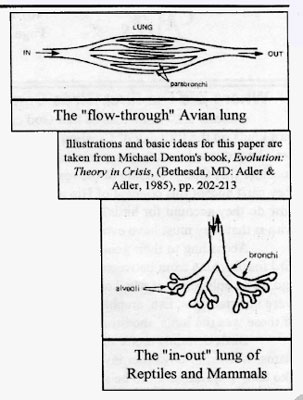 Avian-Lung