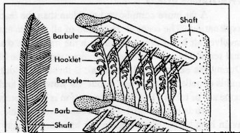 Avian-Wing-2 Avian-Wing-2